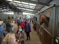 CH050821-36 - Charlie Hills Stable Visit